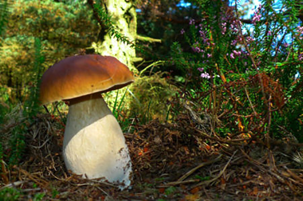 Entre_Boletus